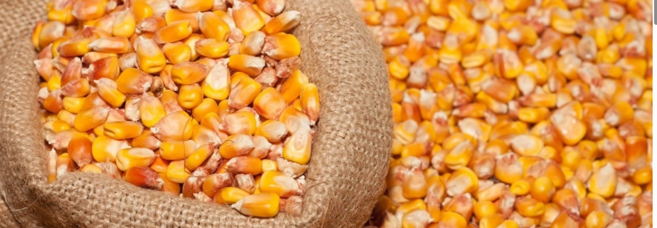 Maize